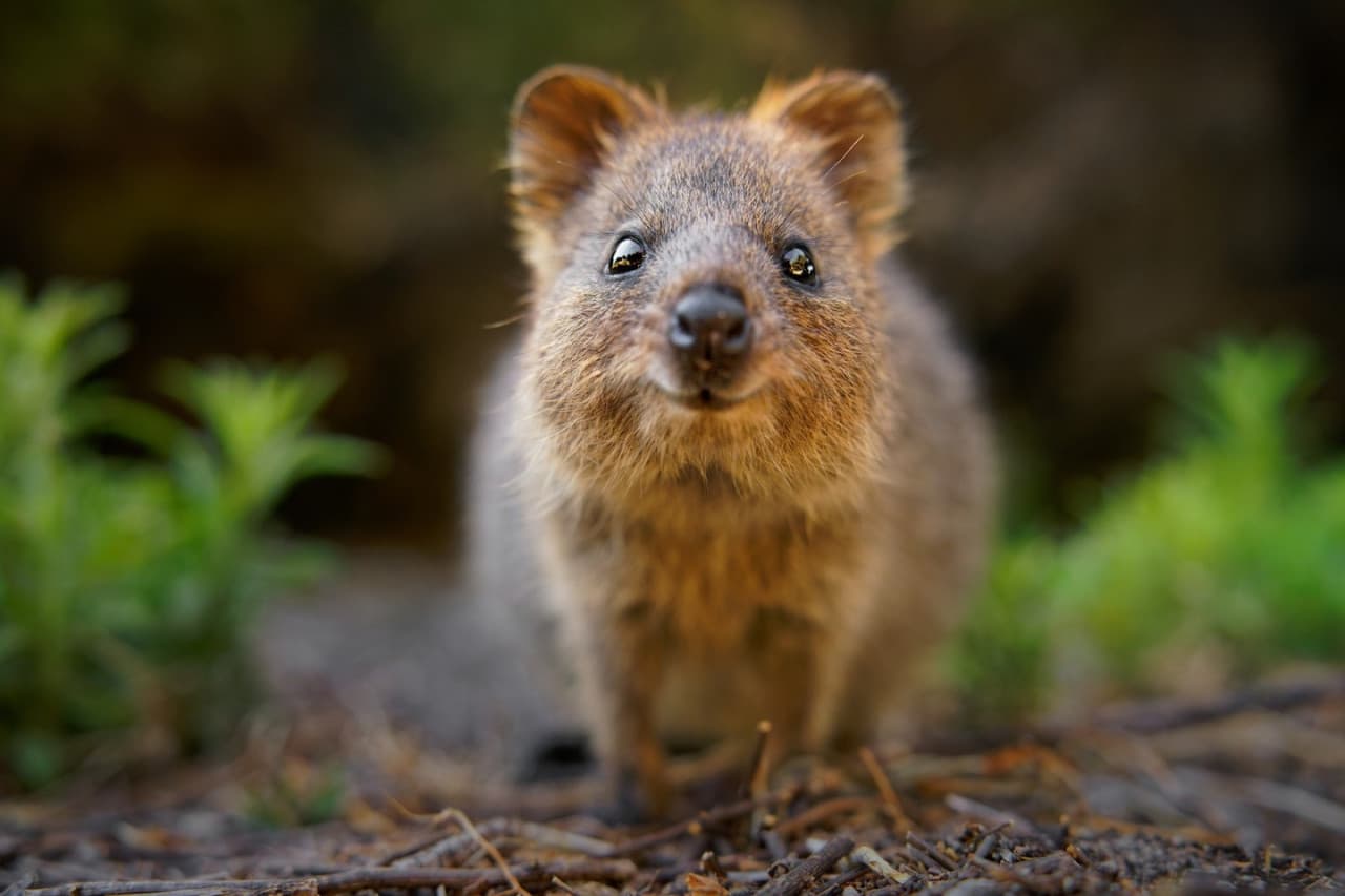 Билет в Currumbin Wildlife Sanctuary на Голд-Косте, фото 4